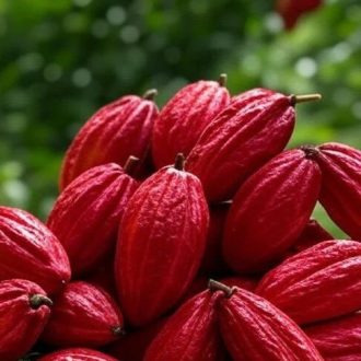 Cocoa CCN-51
